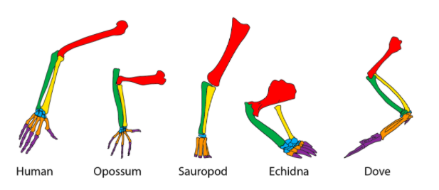 Homology vs. Homoplasy on emaze