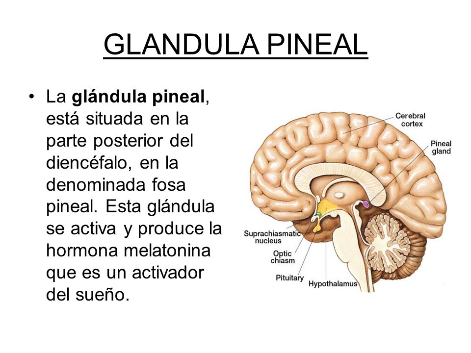 Glandula латынь. Glandula pinealis. Pineal анатомия.