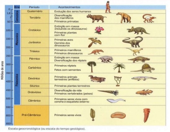 Эра с наибольшим количеством периодов. Eras. Eras geologica. Возникновение весх типровбезпозвоночная животные какая Эра. Седьмой класс полиозолоевская Эра.