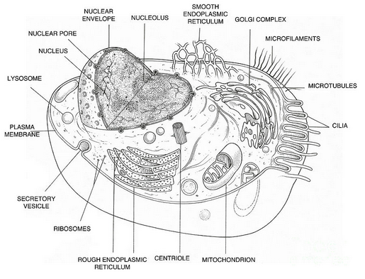 How to draw a plant cell Class 8  EduRev Art  Craft Question