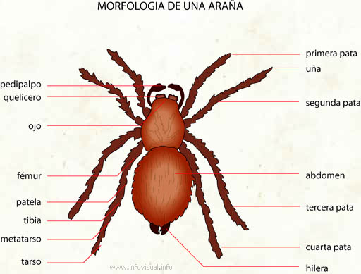 Resultado de imagen para artrópodos y sus partes