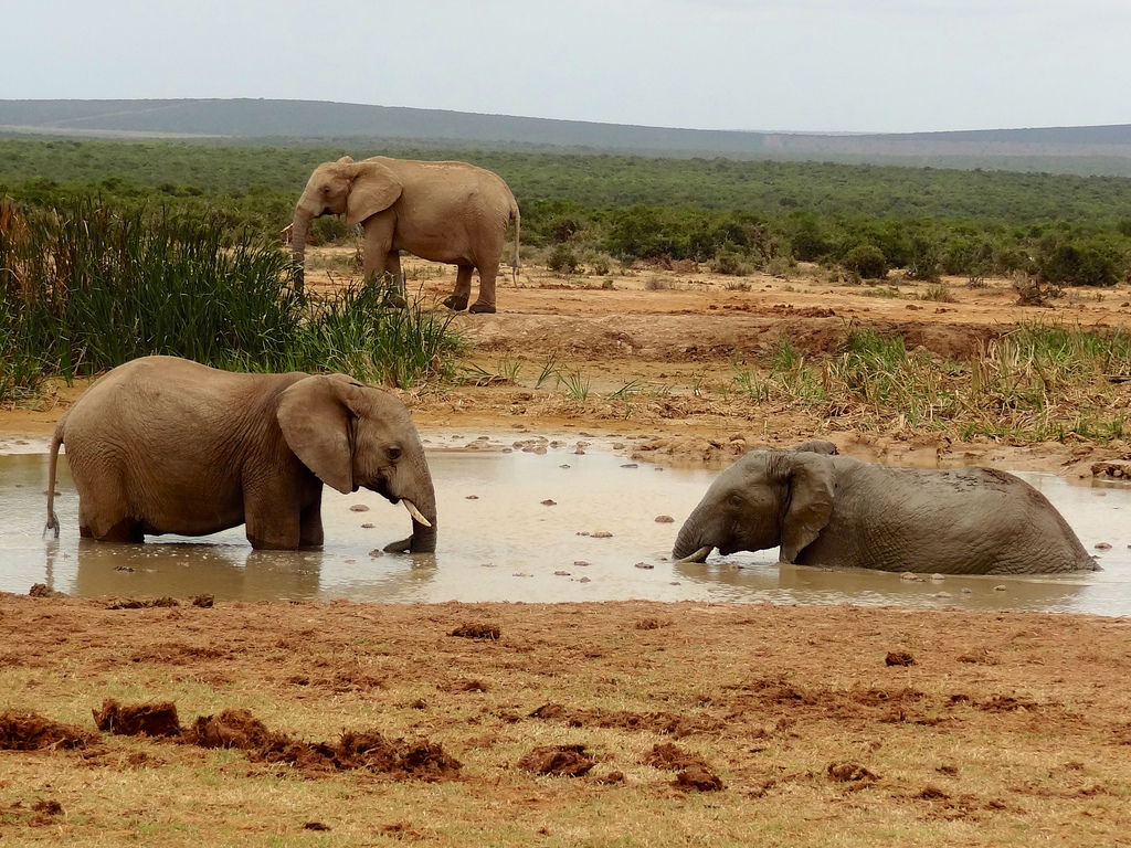 Elephants on emaze