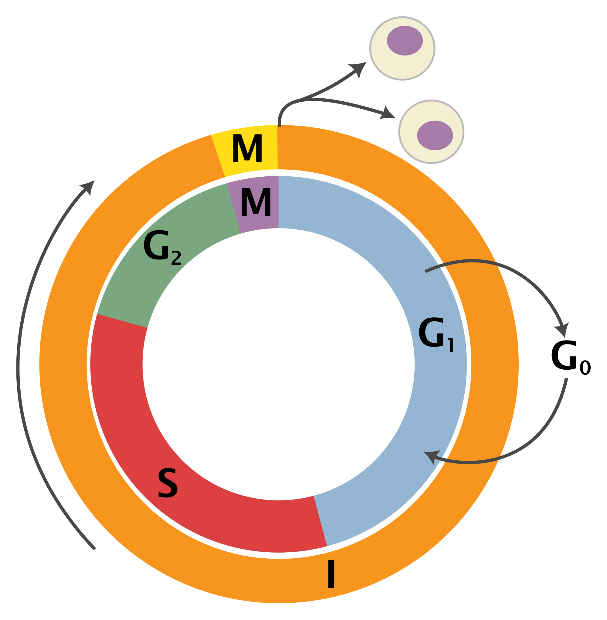 the-cell-cycle-on-emaze