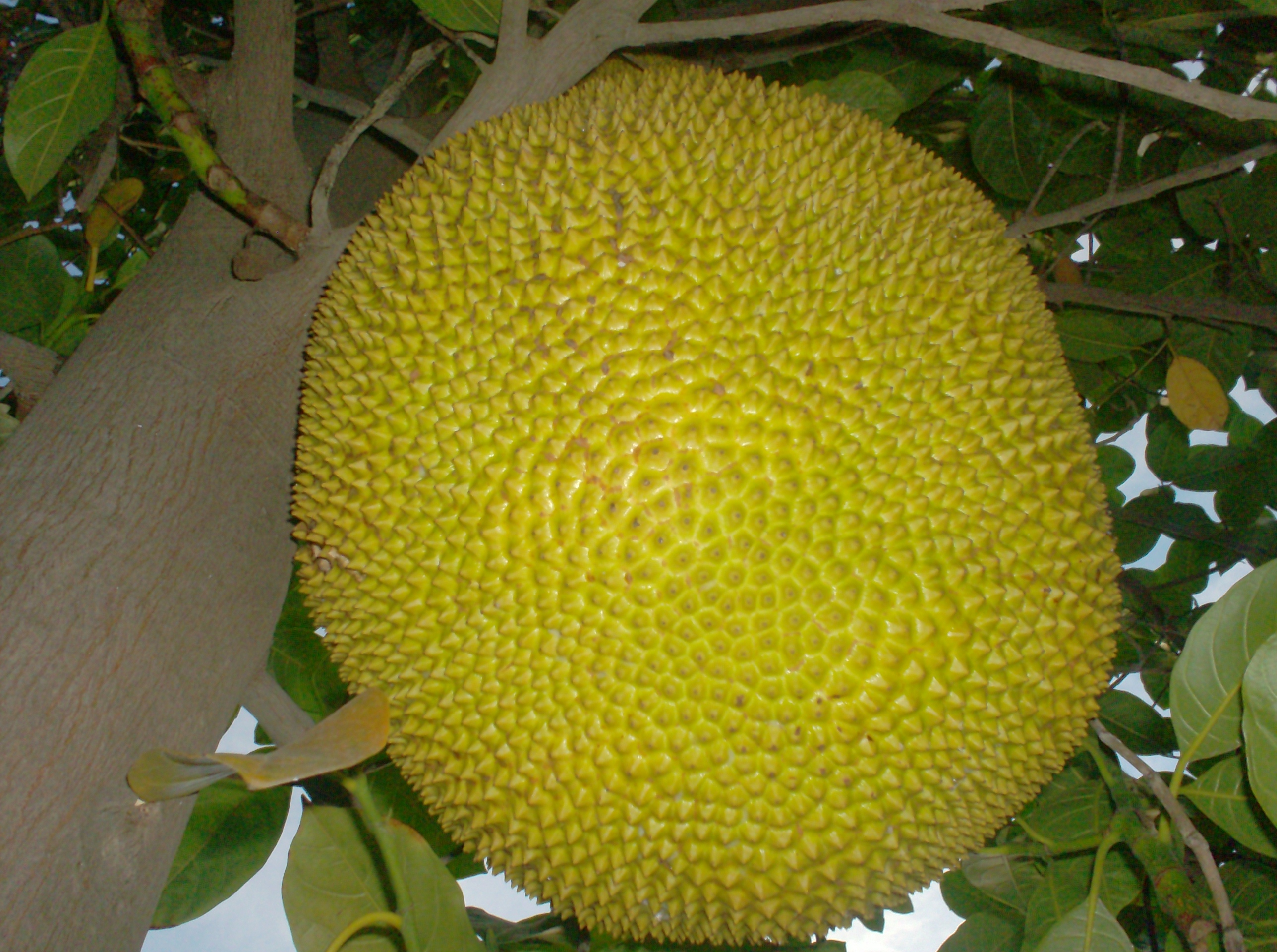 Frutas y hortalizas producidas en la India on emaze