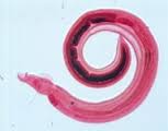 Schistosomes on emaze