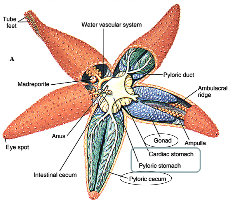 Facts About Starfish Anatomy