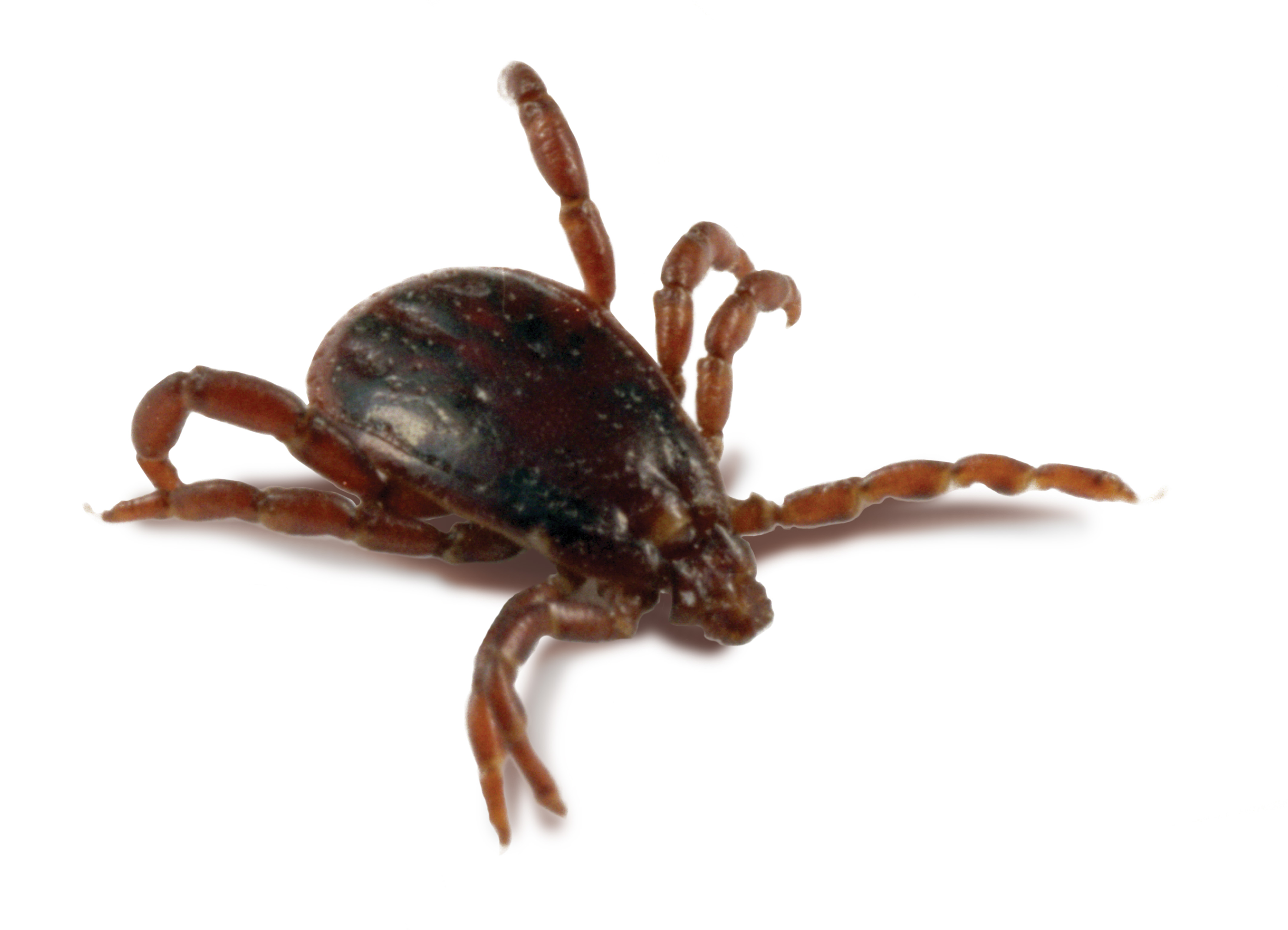 Клещи ixodes. Ixodes ricinus рисунок. Черноногий клещ (ixodes scapularis). Dynamic ticks. Черноногий клещ (ixodes scapularis).