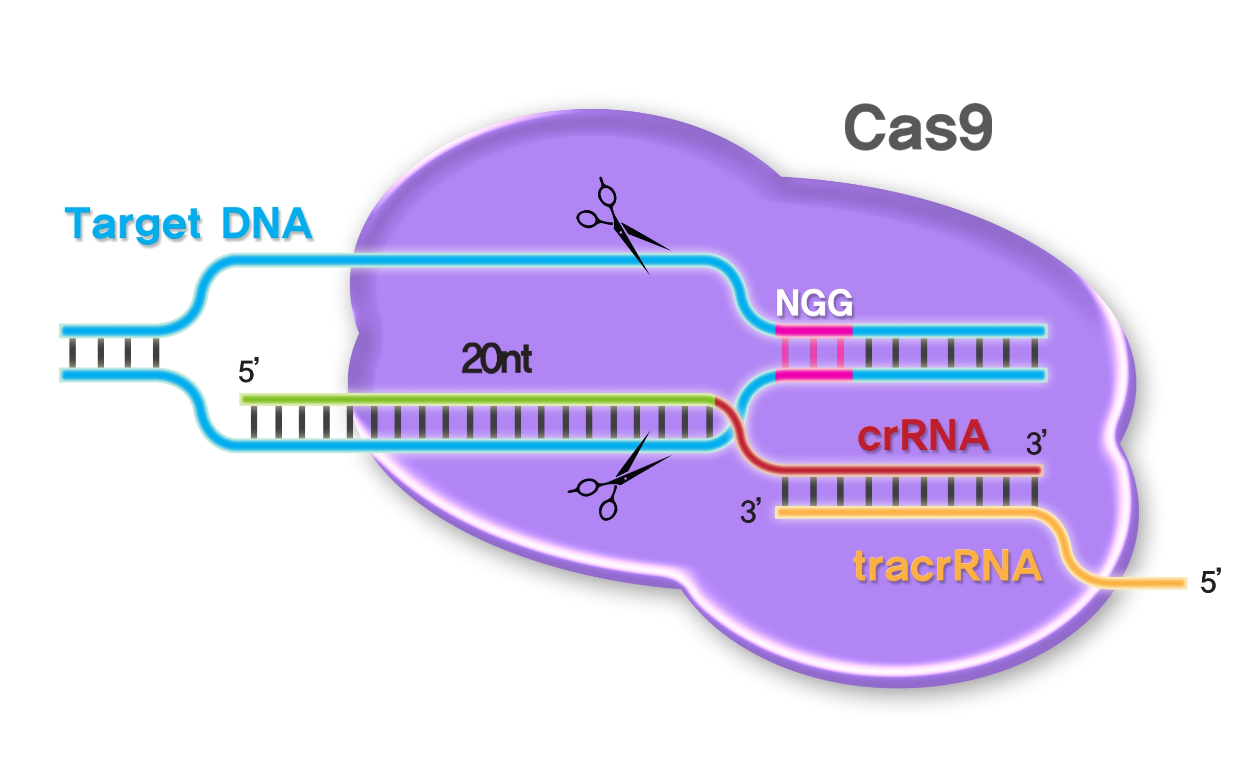 9 систем. Технология редактирования генома CRISPR/cas9. Редактирование генома с CRISPR/cas9. Технология редактирования генов CRISPR/cas9. Геномное редактирование CRISPR/cas9 система.