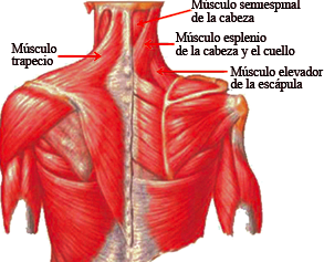 Los sitios sobre las hernias intervertebrales