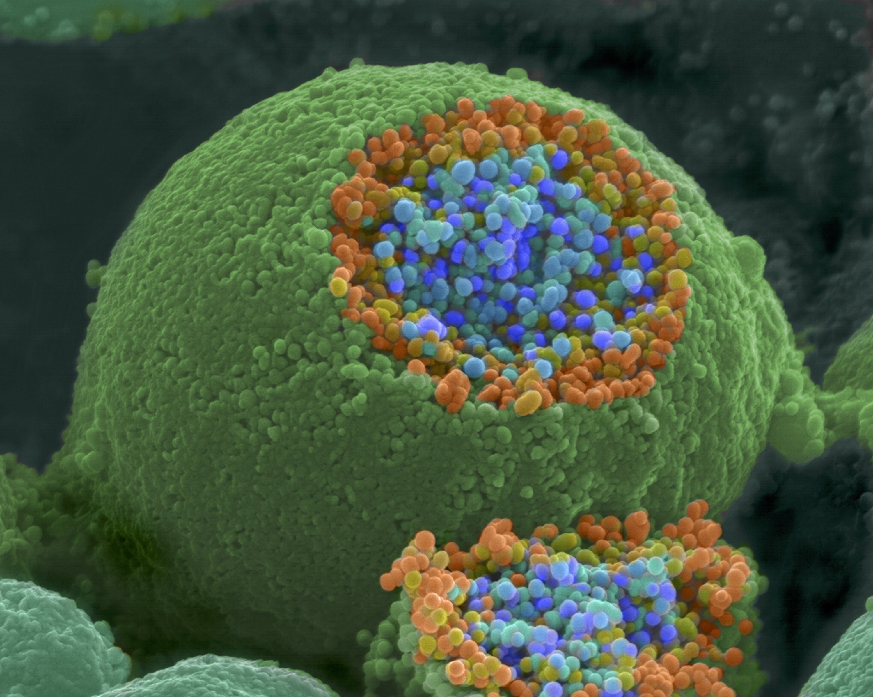 The Cell and its Organelles on emaze