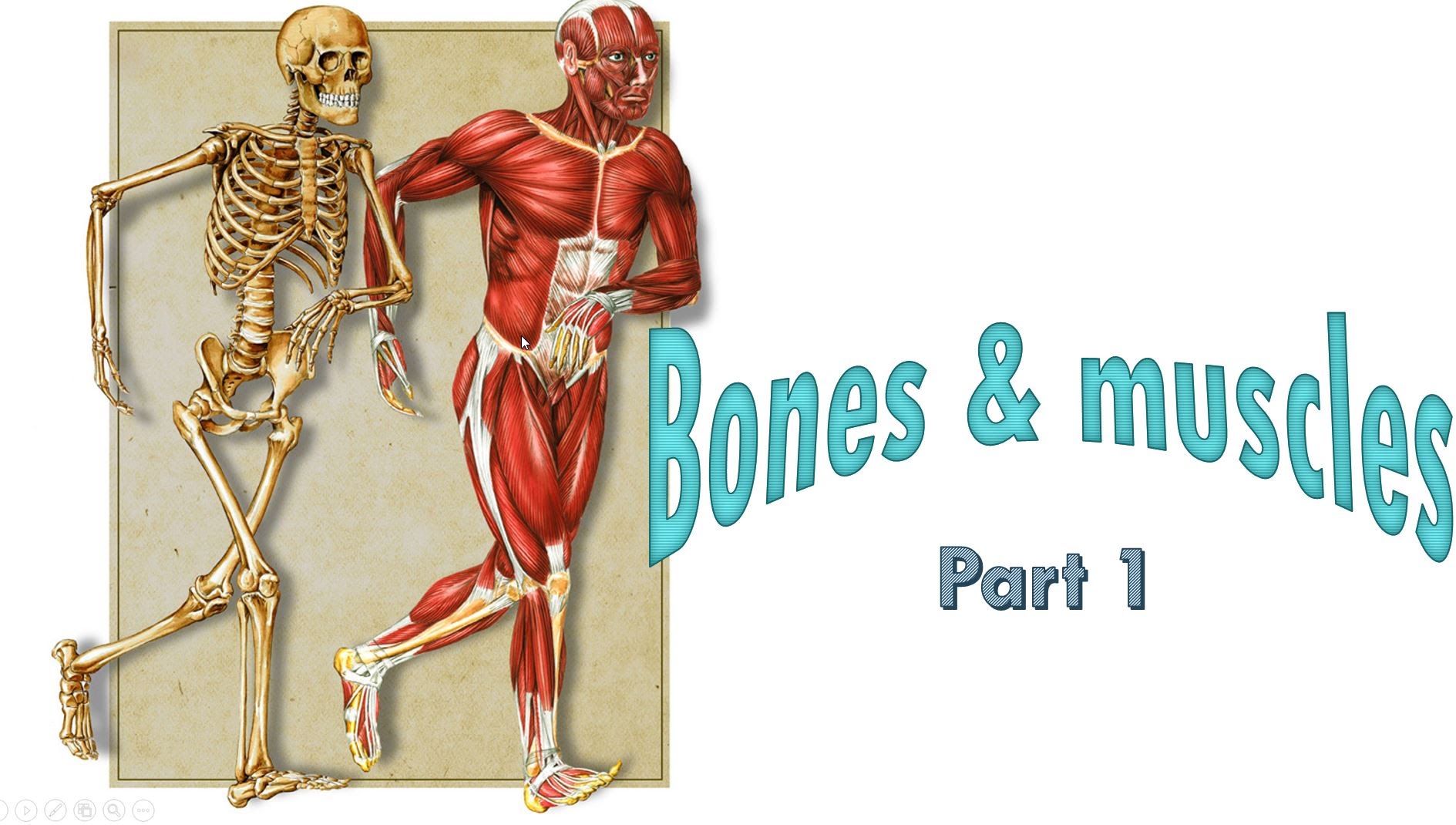 Bones and muscles. Кости и мышцы человека. Bones, muscles and Joints. Мышцы кости обои. Bone.