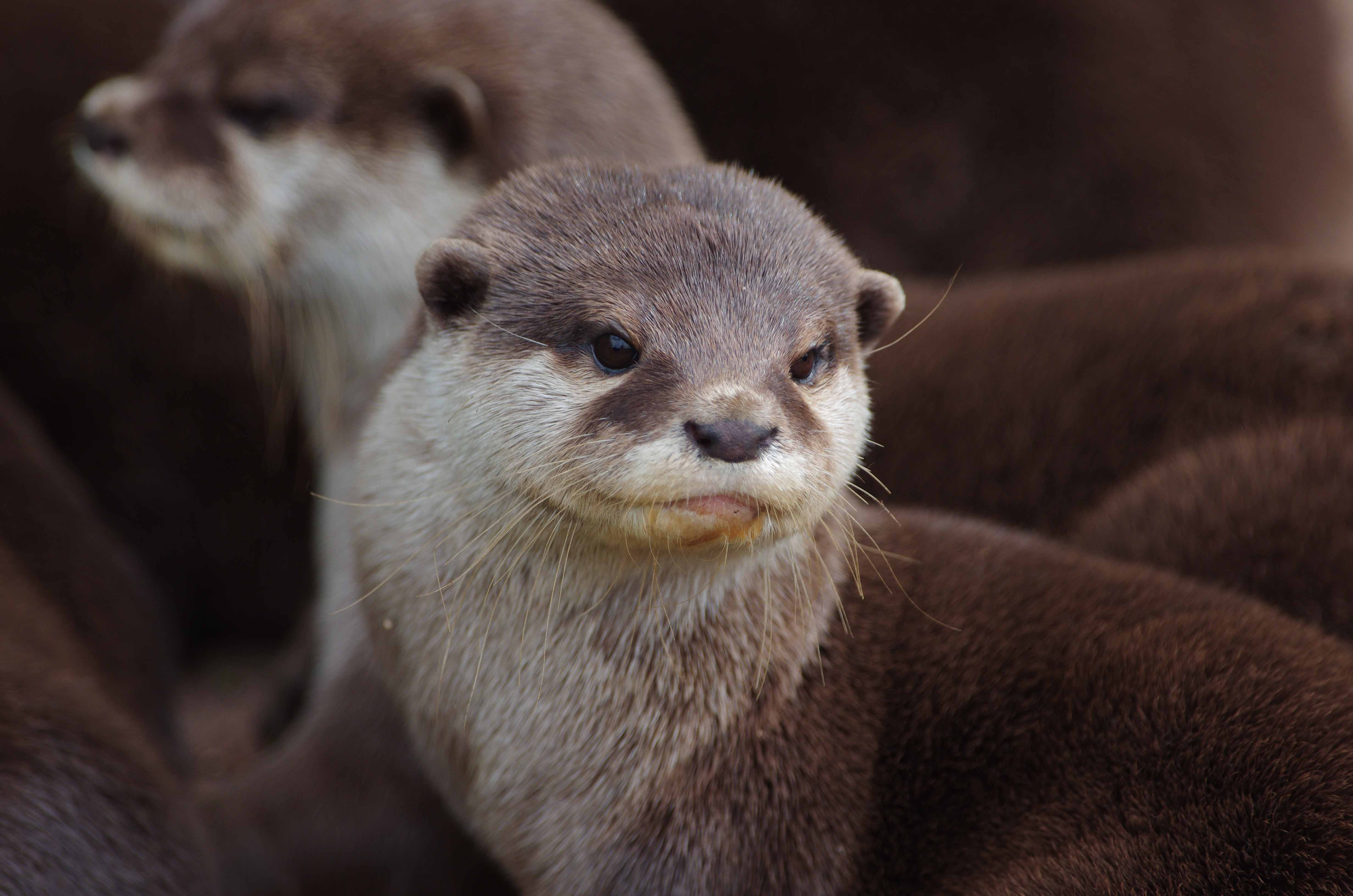 Asian Small Clawed Otter At Emaze Presentation   52b26fb5dfb1f53560d6f1e05f9cc490 