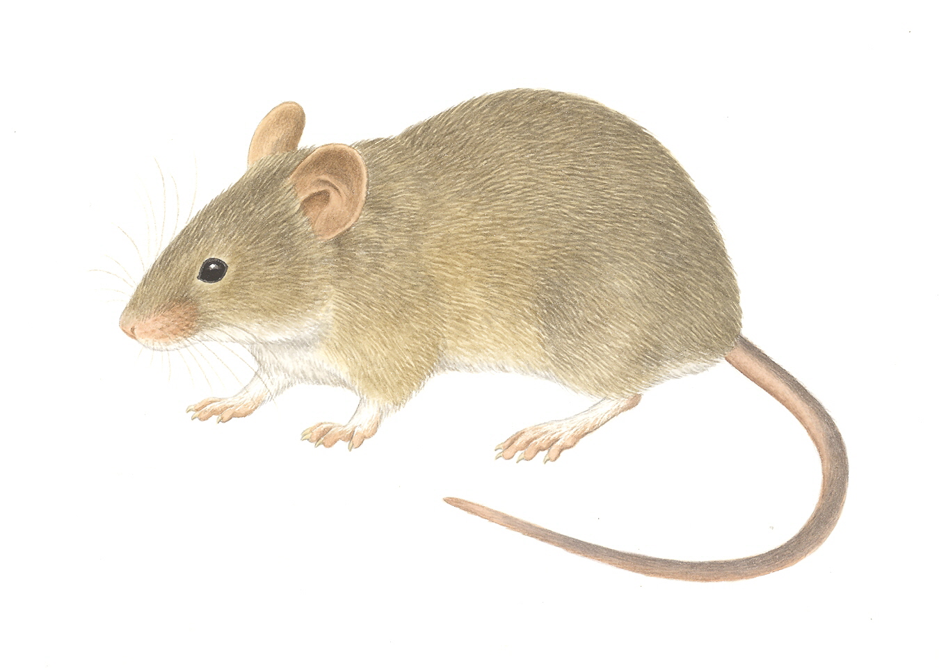 Child children mouse. Mus musculus домовая мышь. Мышь Полевая сбоку. Домовой мышь (mus musculus l., 1758). Мышь на белом фоне.