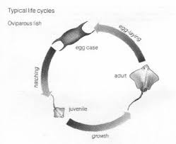 Stingray Life Cycle Kids Project Only 571