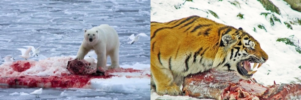 Arctic Tiger Diet Images Funny