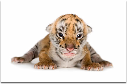 Siberian Tigers on emaze