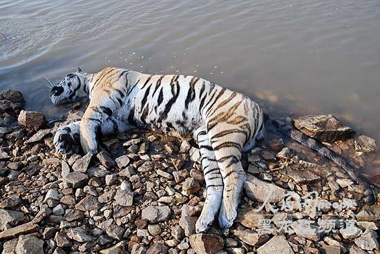 Life Cycle Of A Siberian Tiger