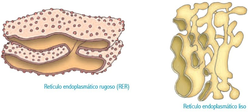 Reticulo endoplasmico rugoso