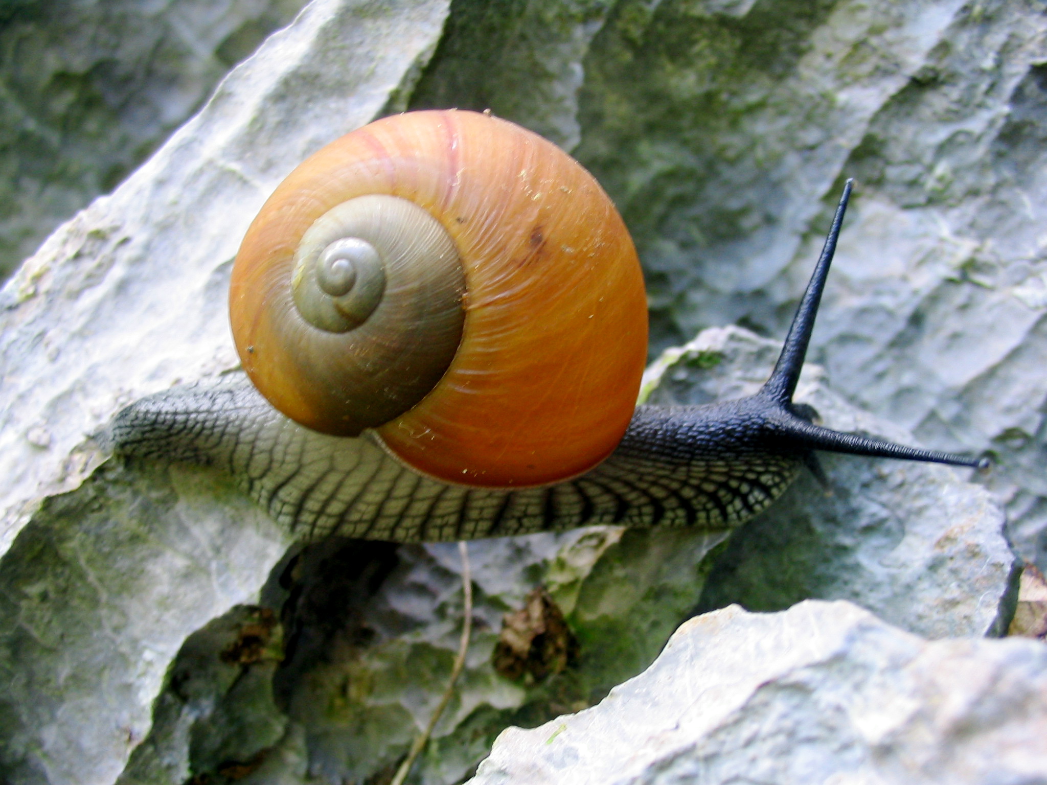 Class Gastropoda  on emaze