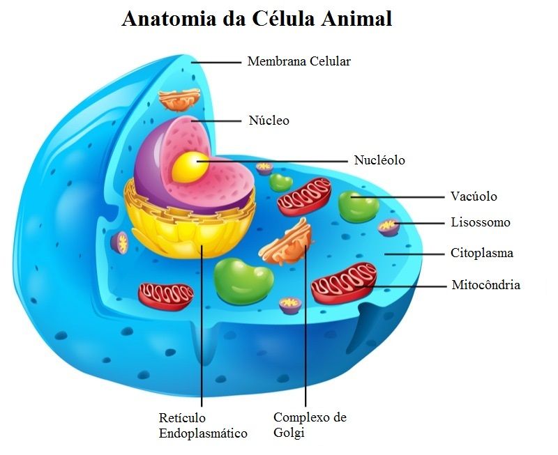 Onde Se Encontra O Material Genetico Das Celulas Eucariontes