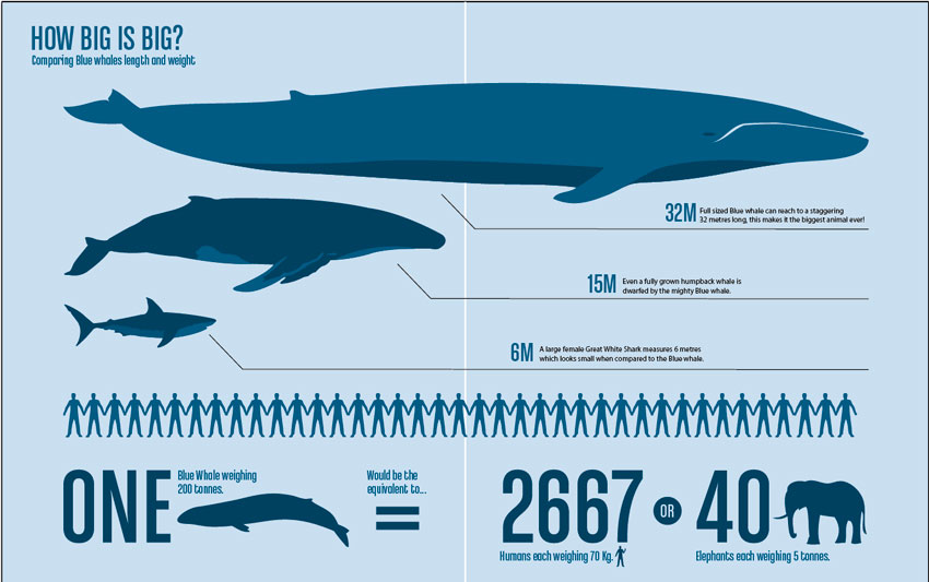 oscar-benitez-the-blue-whale-on-emaze