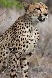 ягуар леопард гепард отличия. вес гепарда. вес гепарда. степной гепард. вес гепарда.