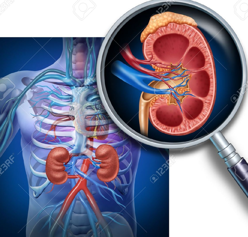 El Corazón. copy1 copy1 at emaze Presentation