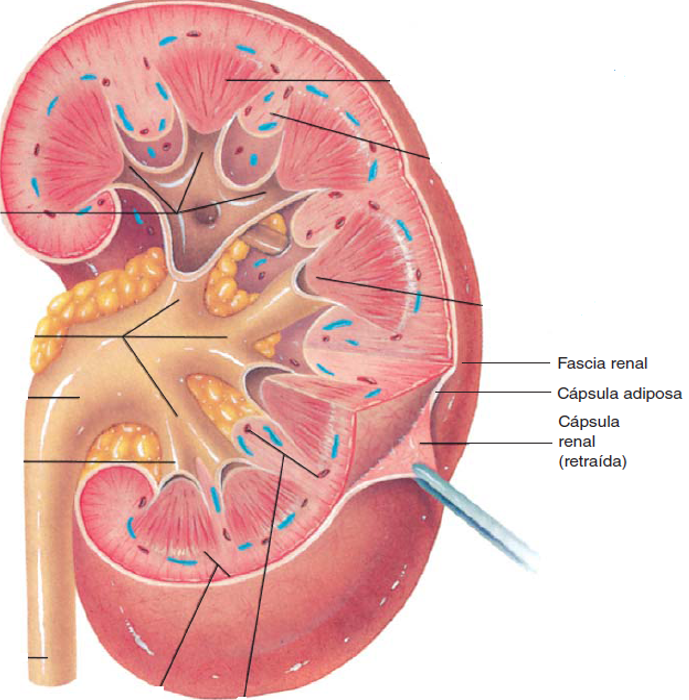 Почка внутри. Оболочки почки capsula adiposa. Почечная фасция. Строение почки почечная фасция. Листки почечной фасции.