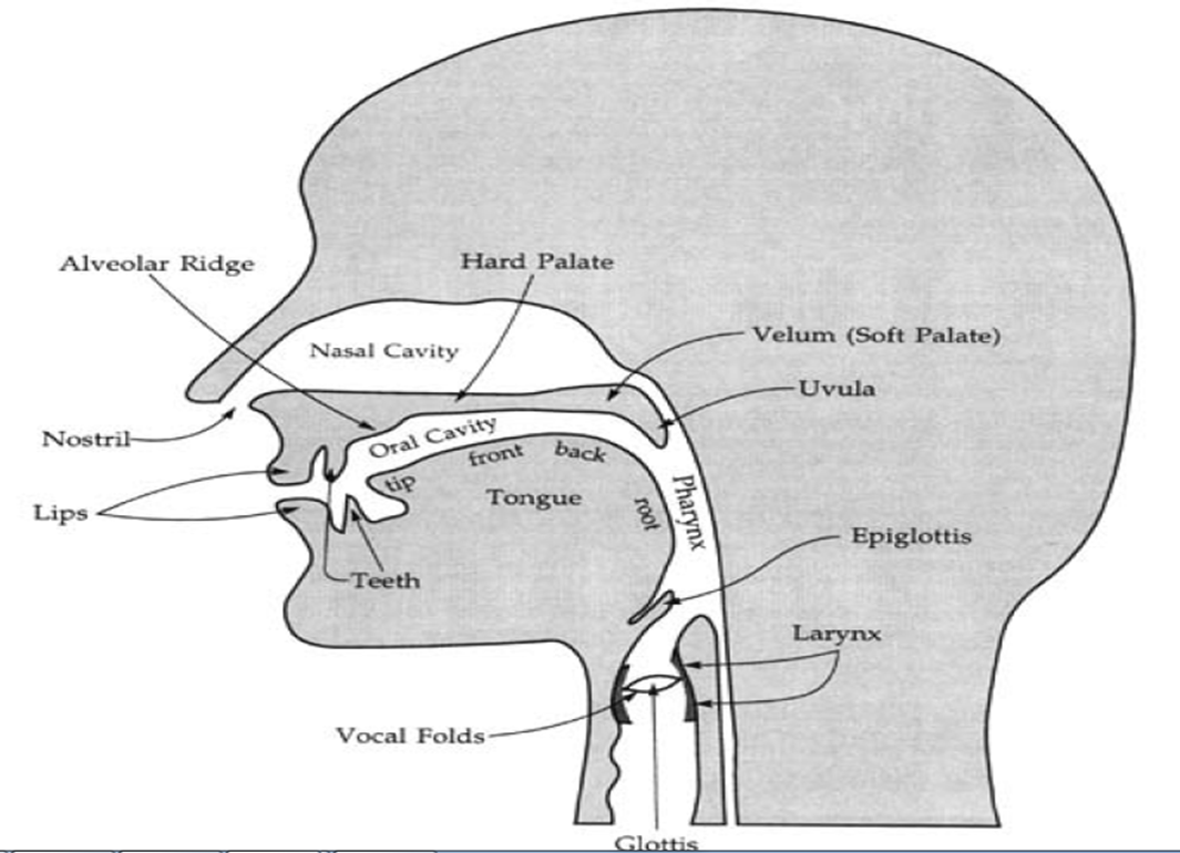 English Phonology I on emaze