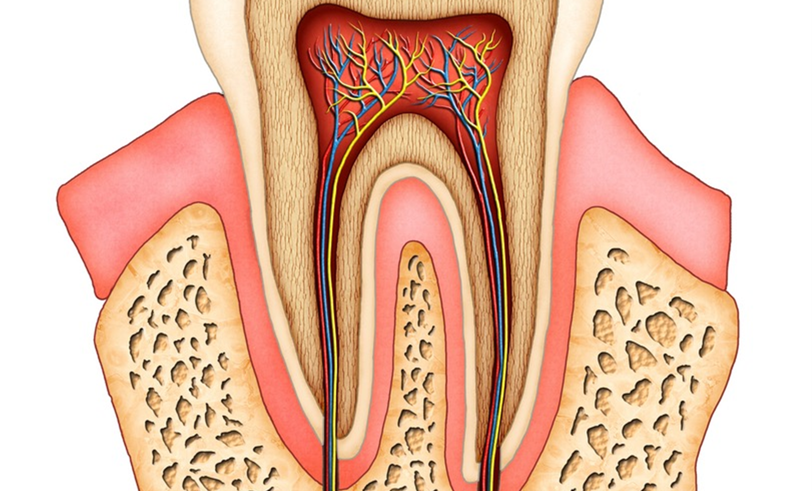 Пульпа в зубе картинка