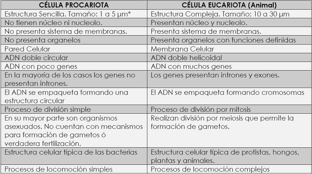 Cuadro De Diferencia Entre La Celula Eucariota Y Procariota Compartir