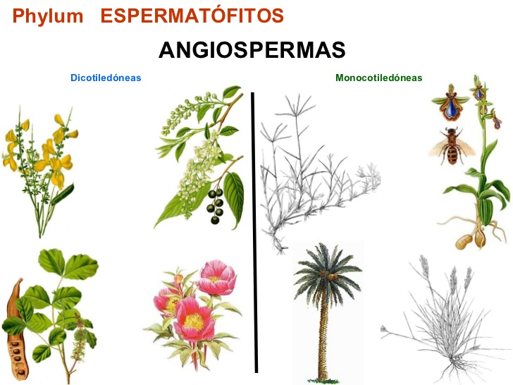 Resultado de imagen para plantas angiospermas