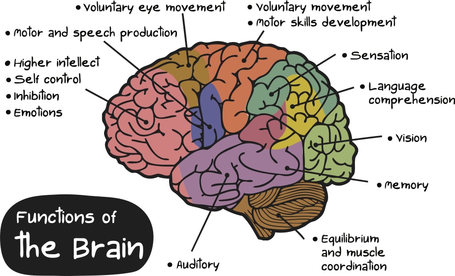 What Does Masturbation Do To The Brain