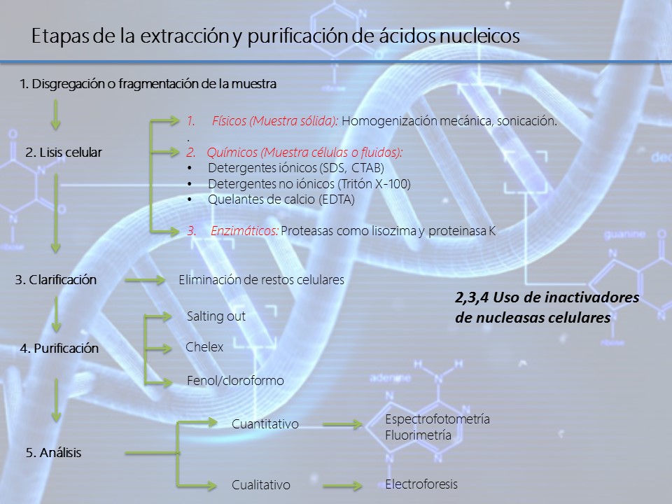 Que Es La Extraccion De Acidos Nucleicos