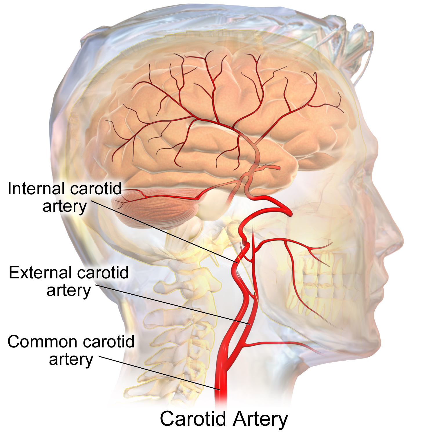 carotid-artery-surgery-what-to-expect-during-and-after-surgery-blog