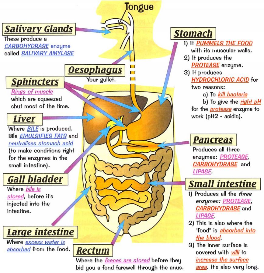 Image result for image of digestive system