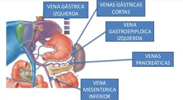 Venas On Emaze