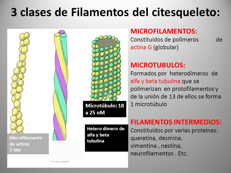 TODAS LAS CELULAS CONTIENEN CITOPLASMA on emaze