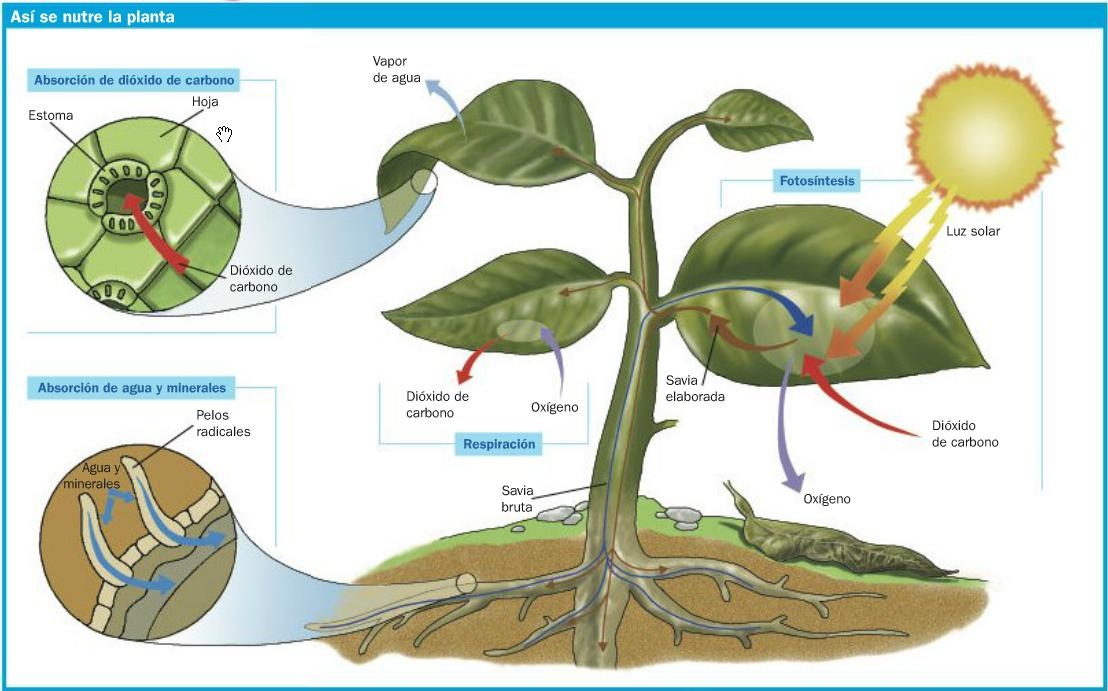 Впр по биологии 6 класс фотосинтез. Схема фотосинтеза 6 класс биология рисунок. Биологические рисунки схемы. Анимация фотосинтез для детей. Рисунок фотосинтез и дыхание растений.