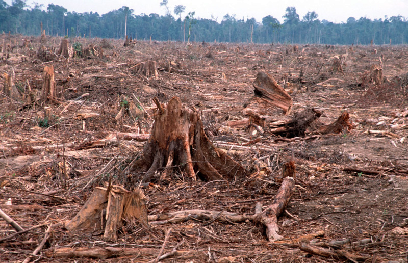 Deforestation wikipedia essays