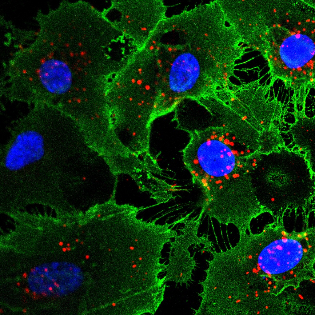 Цитология это. Клетка цитология. Цитология клетки растений. Cellular цитология. Живая клетка.