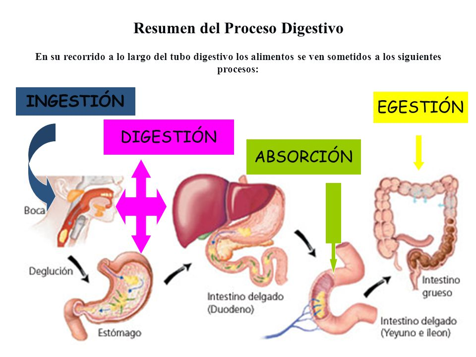 Fisiologia De La Digestion On Emaze 5379