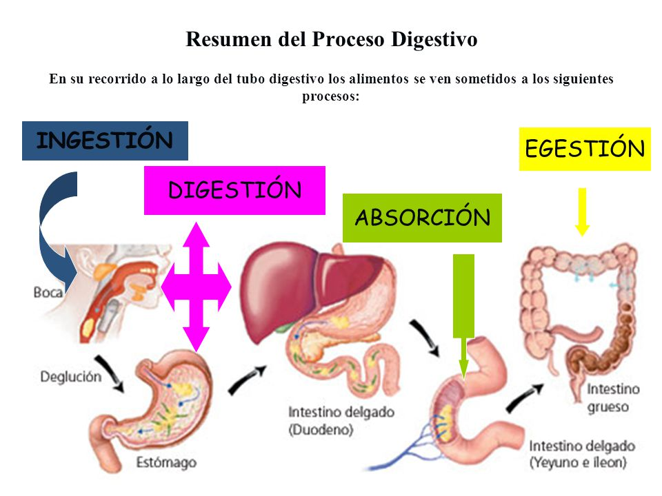 Fisiologia De La Digestion On Emaze