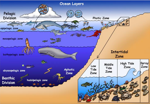 Intertidal Zone Food Web