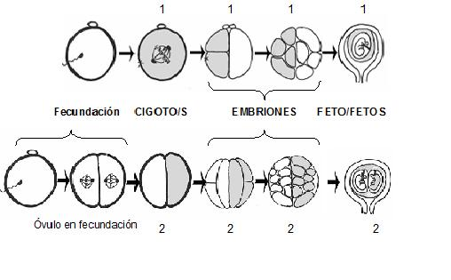 LA CLONACIÓN On Emaze