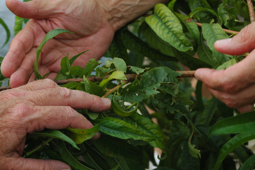 Natural Vegetation Sec 1 PB JAKARTA on emaze