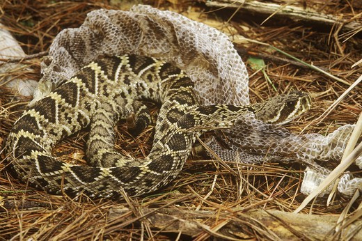 Friendly reminder we share our trails with friends. Rattlesnake skin on ...