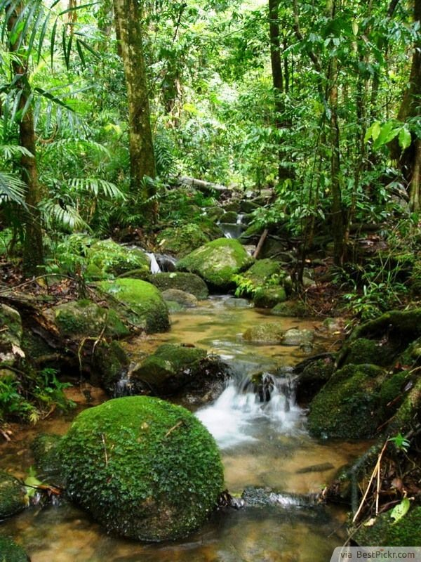 Amazon RainforestBy on emaze