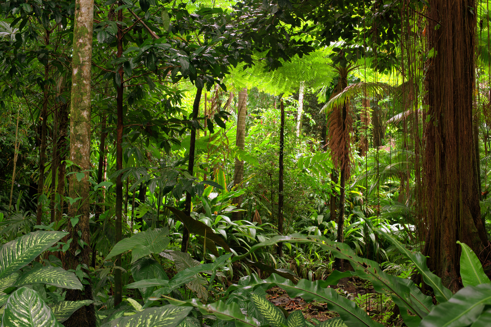 Amazon RainforestBy on emaze