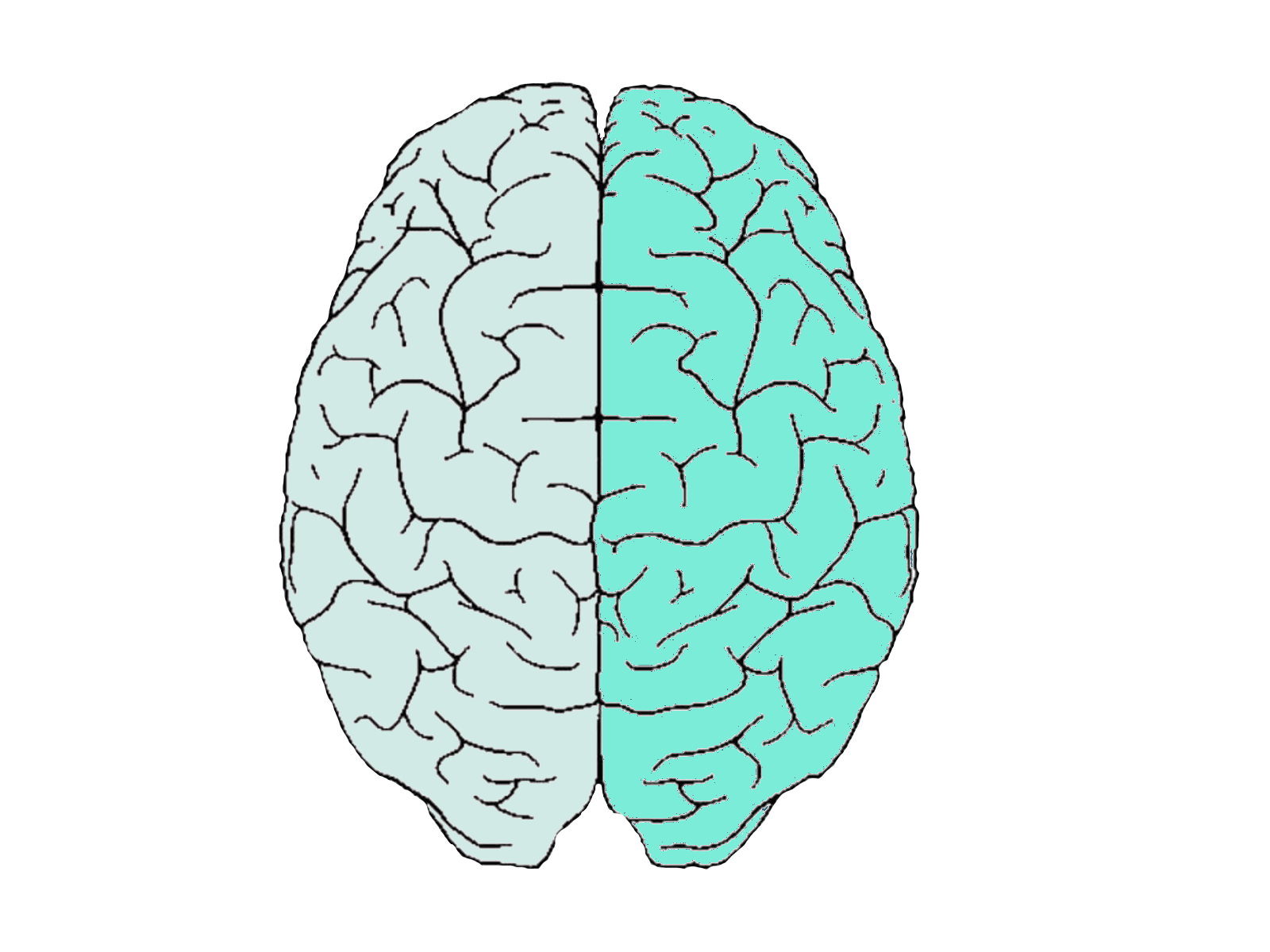 Картинка полушарие мозга. Полушария мозга. Два полушария мозга. Левое и правое полушарие мозга. Полушария мозга и эмоции.